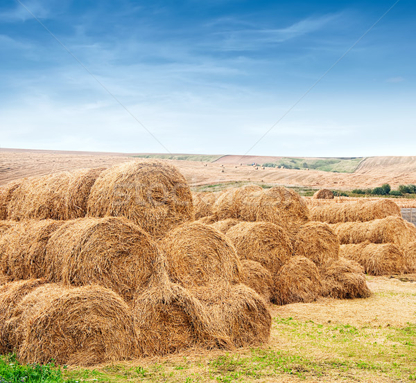  farm field with gathered crops Stock photo © vkraskouski
