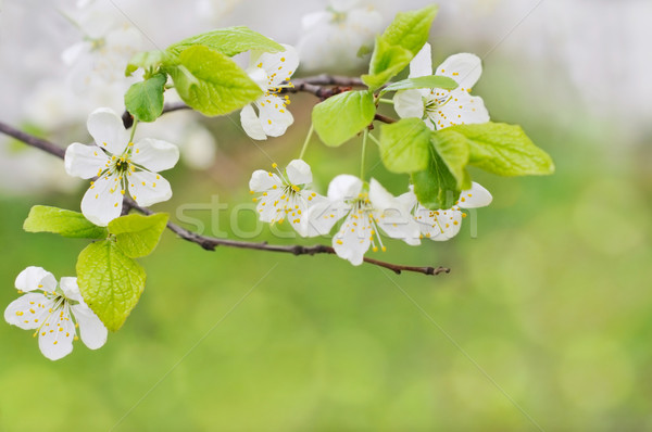 Wiosennych kwiatów biały zielone bokeh Zdjęcia stock © vkraskouski