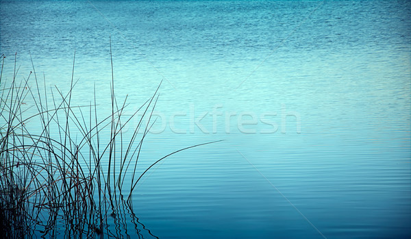 reed at night reflected in water Stock photo © vkraskouski