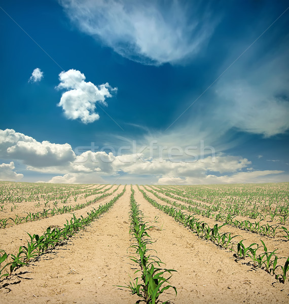 Dziedzinie kukurydza Błękitne niebo żółty zielone chmury Zdjęcia stock © vkraskouski