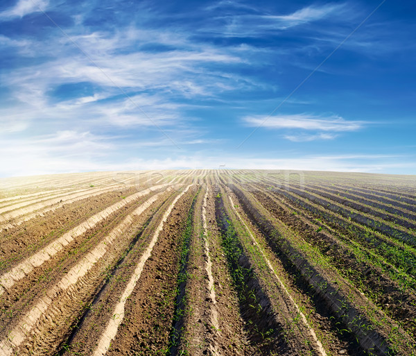 Cultivé domaine ciel bleu été jeunes plantes [[stock_photo]] © vkraskouski