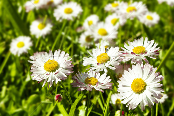 Dziedzinie biały zielone szczęśliwy charakter ogród Zdjęcia stock © vkraskouski