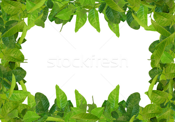 Zielone liście ramki wody drzewo wiosną piękna Zdjęcia stock © vkraskouski
