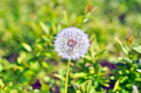 white dandelion on a background of green grass on a sunny day Stock photo © vlaru