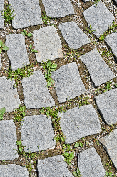 舗装 石 タイル 草 道路 自然 ストックフォト © vlaru