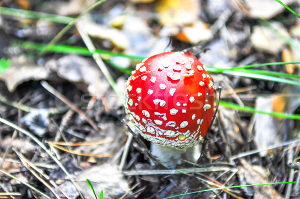 Pequeno cogumelo naturalismo habitat comida verde Foto stock © vlaru