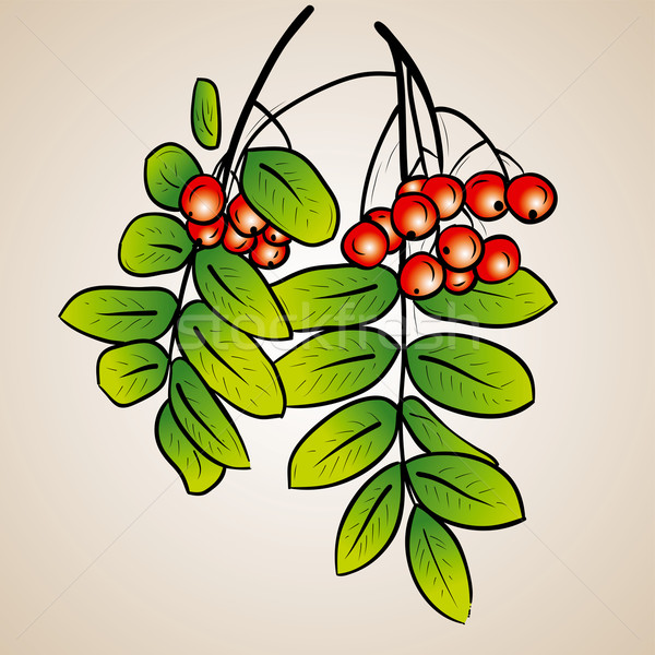 Rowanberry Stock photo © vlastas