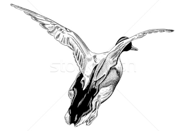 Uçan ördek yalıtılmış beyaz sanat siluet Stok fotoğraf © vlastas