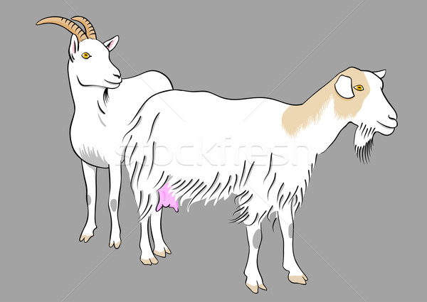 goat Stock photo © vlastas