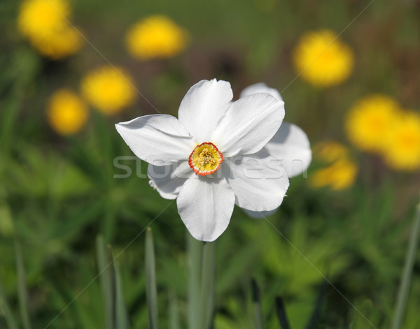 white narcissus Stock photo © Volina