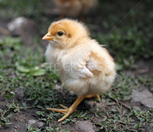 Baby chick nieuwe geboren natuur vogel Stockfoto © Volina