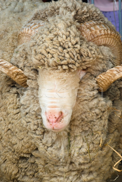 Oaie portret mare fermă cap Imagine de stoc © vrvalerian