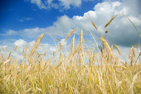 Foto d'archivio: Campo · di · grano · nuvoloso · estate · cielo · nubi · blu