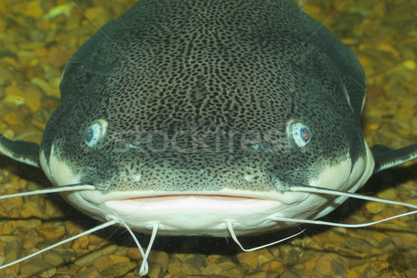 catfish Stock photo © vrvalerian