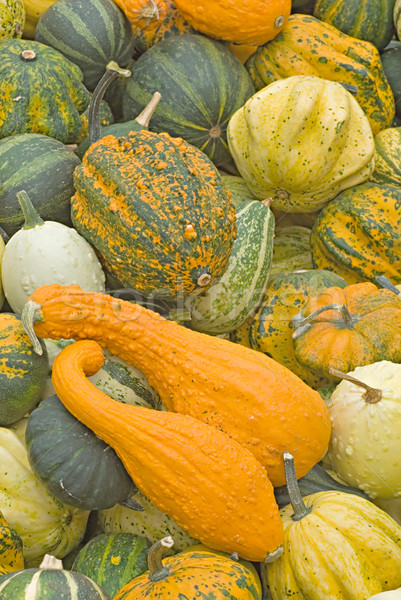 Pompoenen groenten oogst alle oranje vallen Stockfoto © vrvalerian