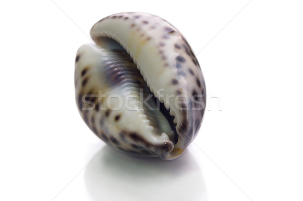 shell on a white background Stock photo © vrvalerian