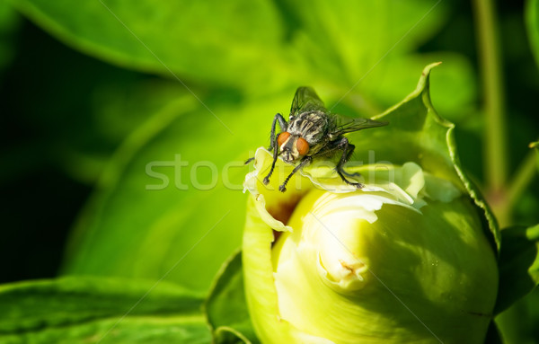 black fly Stock photo © vrvalerian