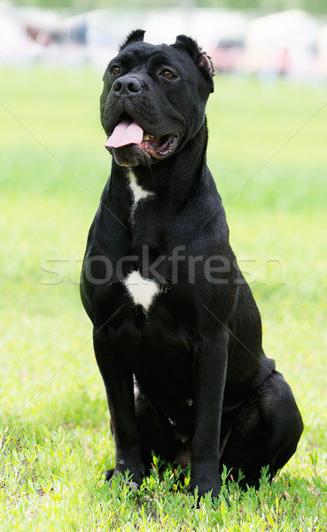 Sétapálca kutya ül zöld fű fű zöld Stock fotó © vtls