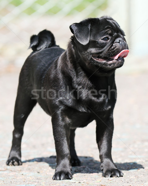 Francés bulldog negro aire libre retrato Foto stock © vtls