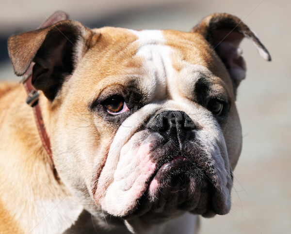 Bulldog portré szabadtér homályos vicces állat Stock fotó © vtls