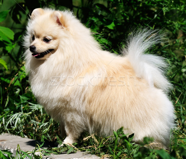 Perro aire libre blanco verde Foto stock © vtls