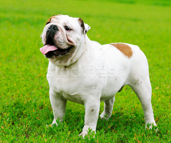 Bulldog on green grass Stock photo © vtls