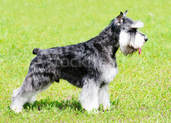Psa stałego zielona trawa trawy zwierząt domowych Zdjęcia stock © vtls