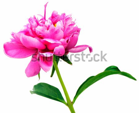 Rosa isoliert weiß rosa Blume Blume Blatt Stock foto © vtls
