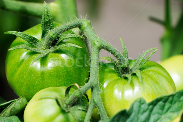 Groene tomaat bush selectieve aandacht Stockfoto © vtls