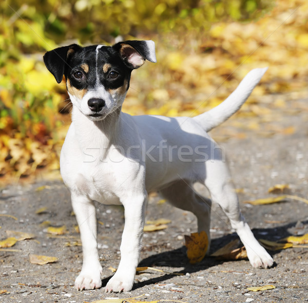 Jack russell terrier açık havada genç köpek portre Stok fotoğraf © vtls