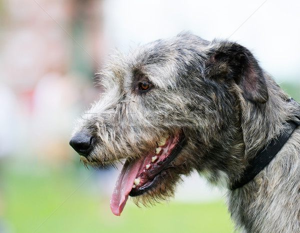 Wolfhound dog portrait Stock photo © vtls