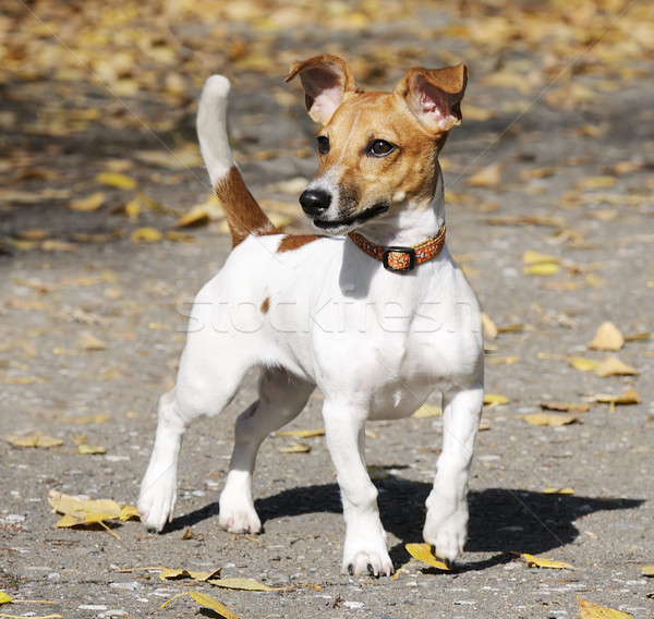 Jack russell terrier cão ao ar livre retrato animal de estimação Foto stock © vtls