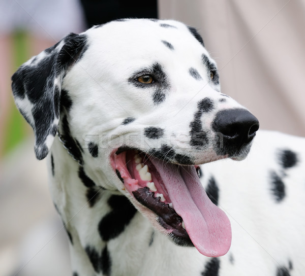 Dalmatyński psa odkryty portret Zdjęcia stock © vtls