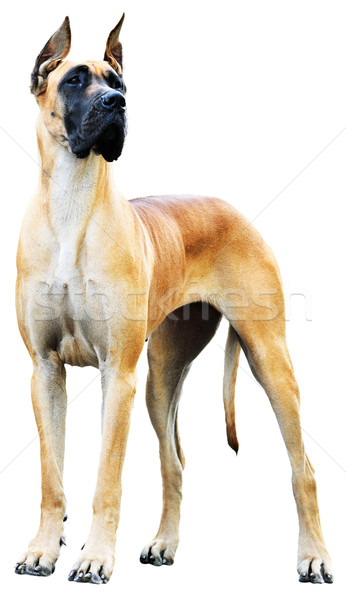 Great Dane Dog Stock photo © vtls