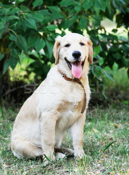 Foto stock: Jóvenes · golden · retriever · perro · sesión · hierba · verde