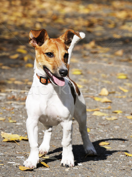 Jack russell terrier młodych psa odkryty portret domowych Zdjęcia stock © vtls