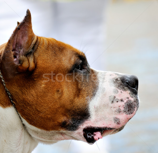 Byka terier portret zamazany Zdjęcia stock © vtls