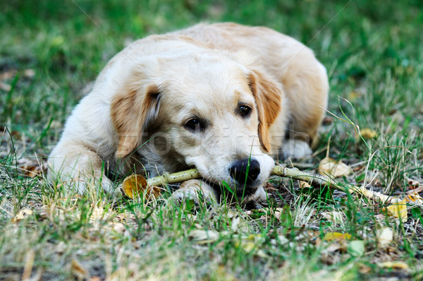 Golden retriever młodych psa trawy zielone zwierząt Zdjęcia stock © vtls