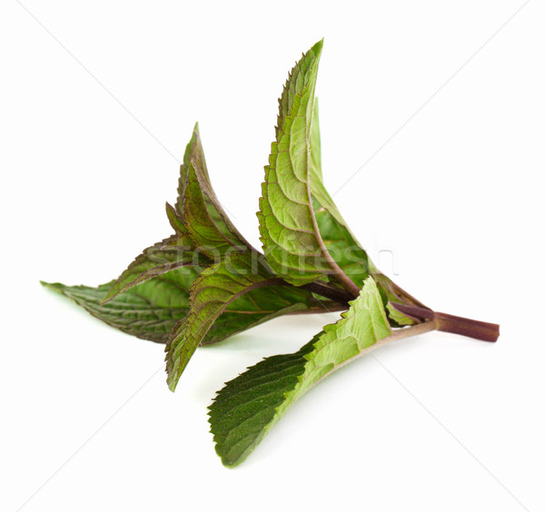 Mint leaf Stock photo © vtorous