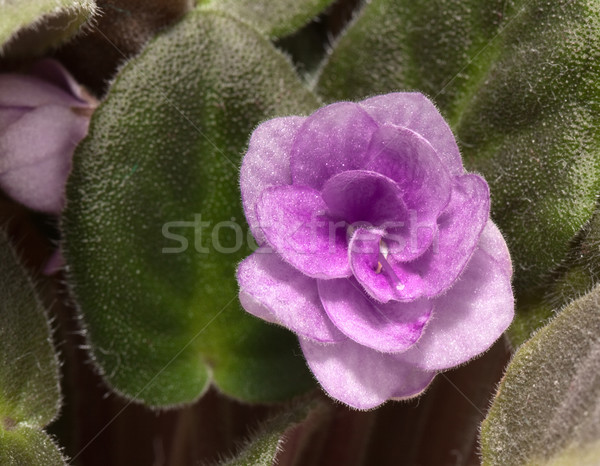 Violett Blume grüne Blätter abstrakten Blatt Raum Stock foto © vtorous