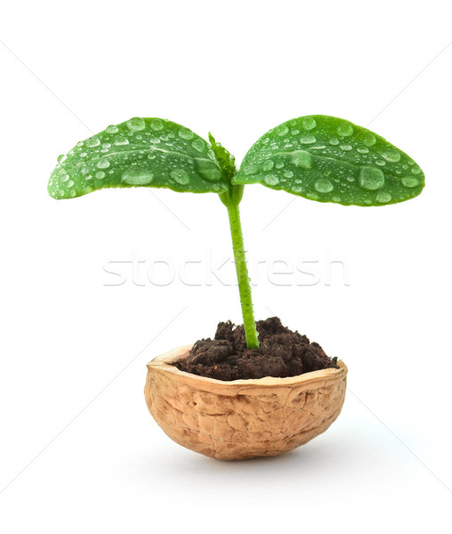 Small plant in a nutshell Stock photo © vtorous