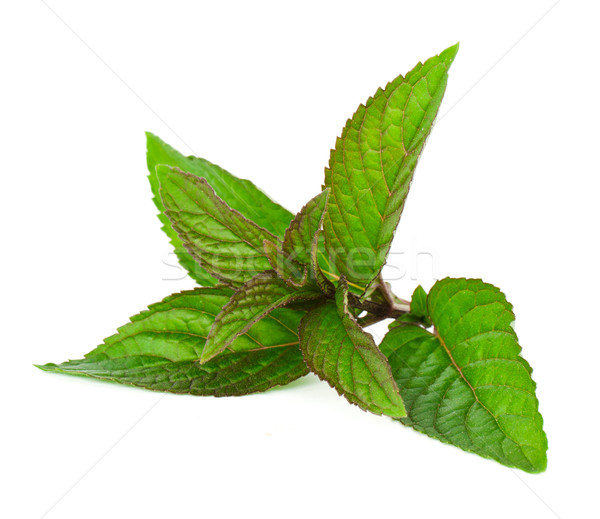 Stock photo: Mint leaf