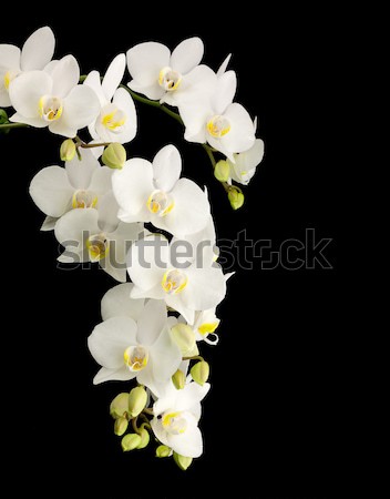 White orchid Stock photo © vtorous