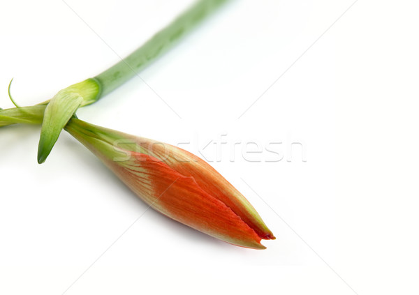 Bud of an orange flower Stock photo © vtorous