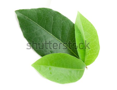 Laurel folha isolado branco comida natureza Foto stock © vtorous