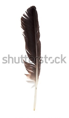 Black feather of a stork Stock photo © vtorous