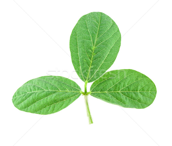 Soy leaf Stock photo © vtorous