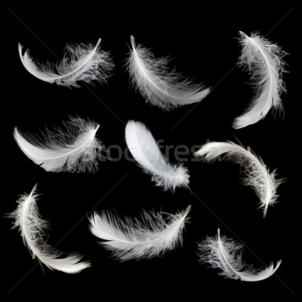 Beyaz ayarlamak yalıtılmış tüy siyah Stok fotoğraf © vtorous