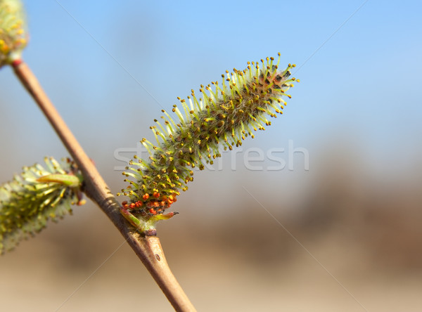 [[stock_photo]]: Saule · fleur · branche · printemps · feuille · jardin