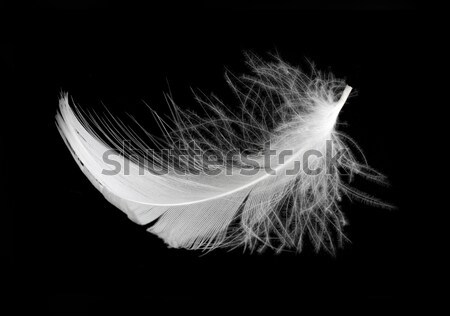 羽毛 白 孤立した 黒 スタジオ 背景 ストックフォト © vtorous